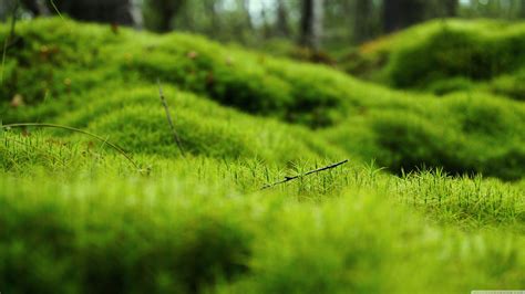 green background wallpaper|green wallpaper 4k 1920x1080.